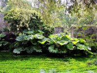 20120602 Ninfa 120 : Ninfa