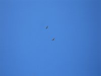 20070725 3  A buzzard family, with a young one at the bottom, come visiting