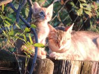 20120909 67  Mother & daughter enjoying the evening sun