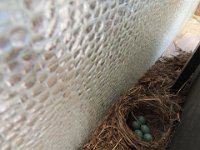 20130609 52  The nest above the door. The all hatched.