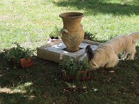 20160306 81  Archie checking for lizards under the pots