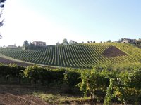 20151003 03  Vines and grapes everywhere. It was the best harvest in living memory.