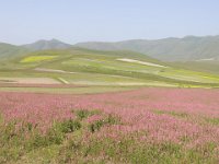 20160623 14  For the first time in 10 years we saw the flowers on the plain at Castelluccio