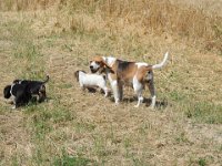 20160705 06  This family kept visiting and tantalising Archie