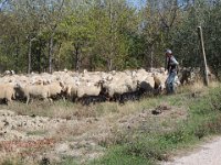 20170923 56  'and suddenly there is a great hubbub' ...........behind me