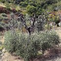 20200924 82  Very strange olive pruning near Pedaso